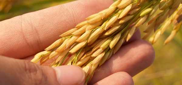rice grain